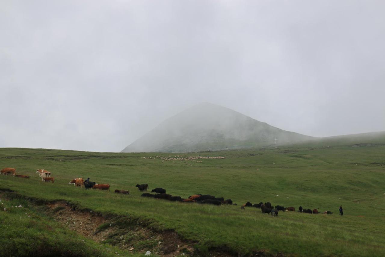 Cabana Transalpina Ranca Dış mekan fotoğraf